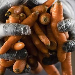 Per motivare un team la carota funziona molto meglio del bastone